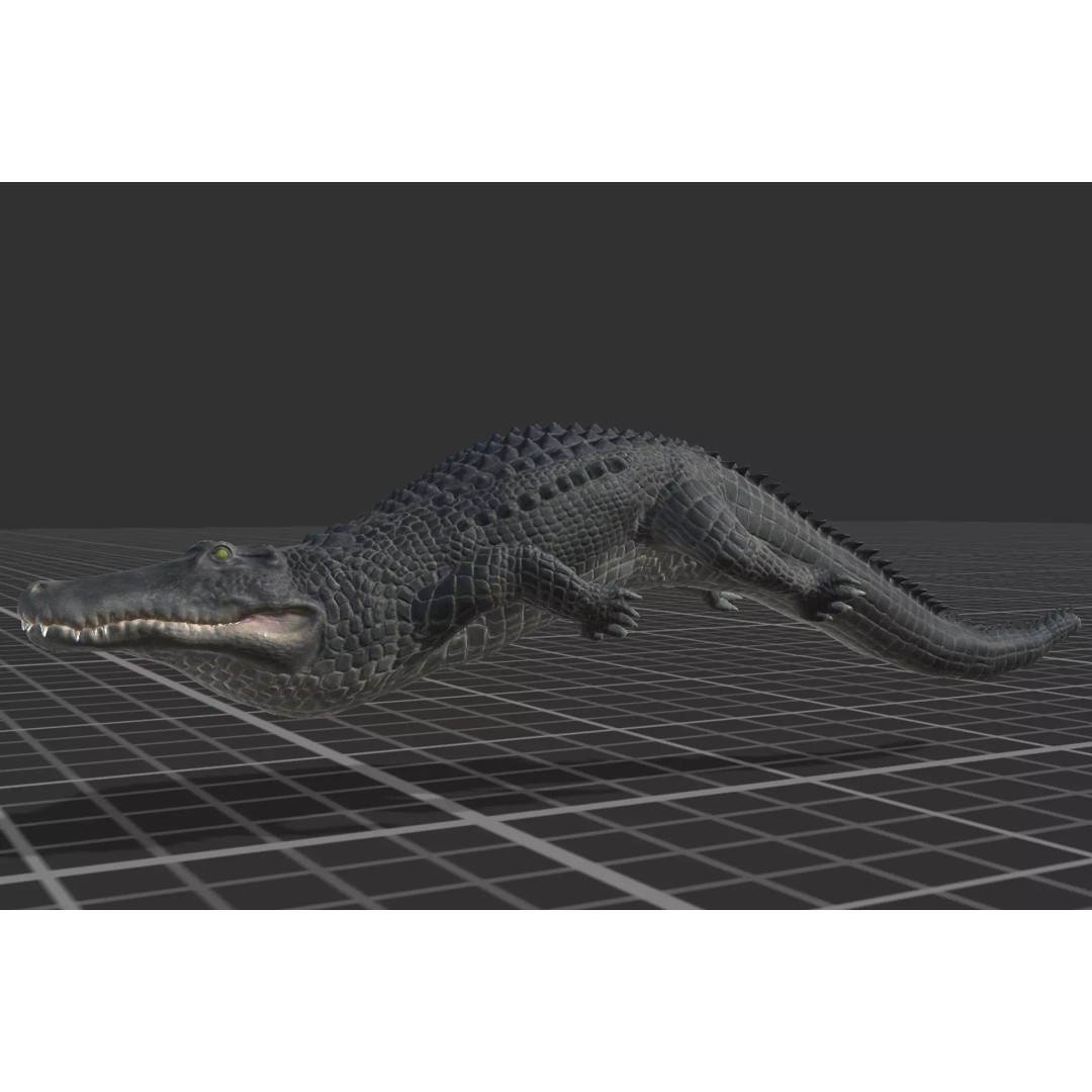 Alligator 3D Model – Low Poly Animated Rigged Game Asset, FBX