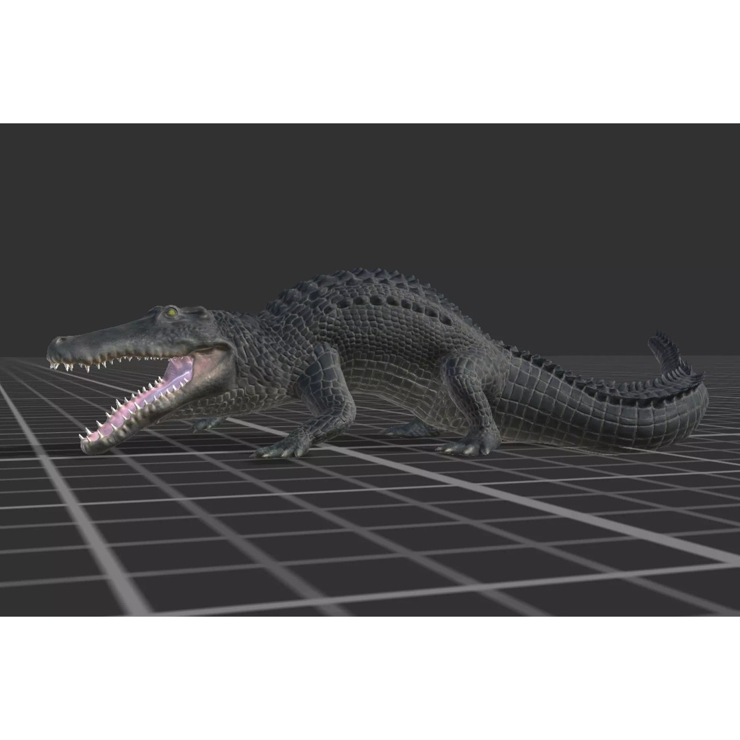 Alligator 3D Model – Low Poly Animated Rigged Game Asset, FBX - View 13