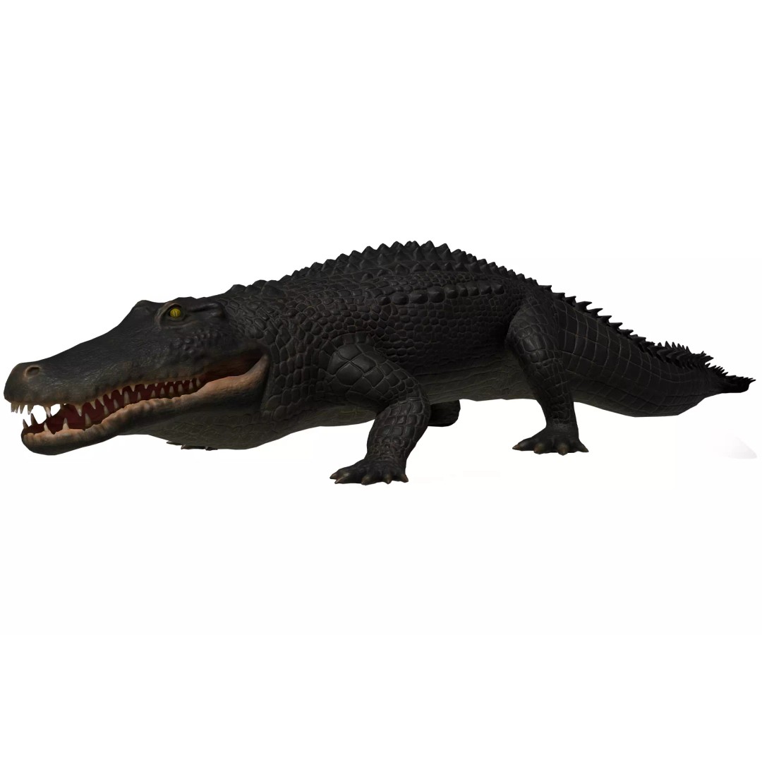Alligator 3D Model – Low Poly Animated Rigged Game Asset, FBX - View 2