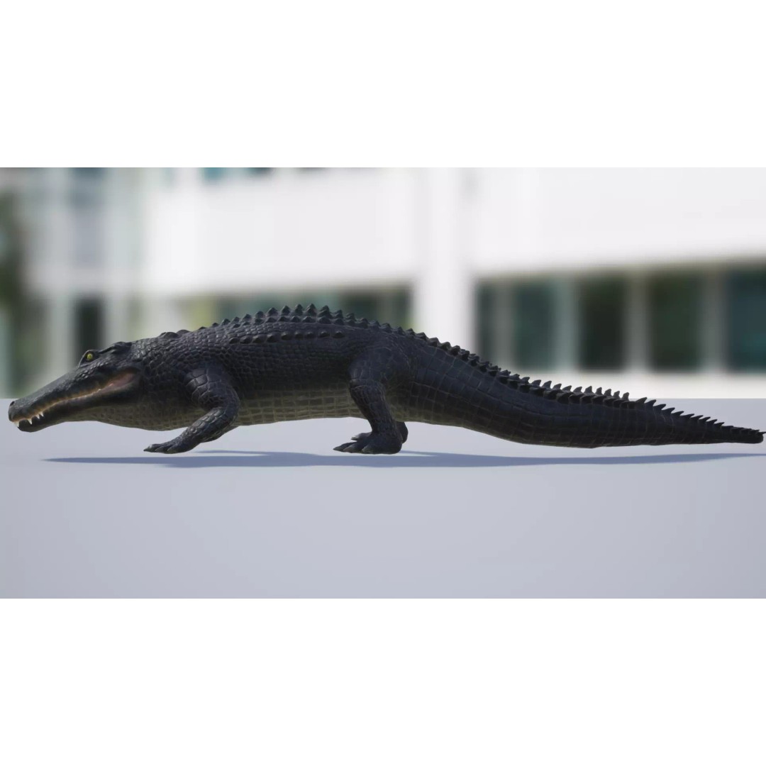 Alligator 3D Model – Low Poly Animated Rigged Game Asset, FBX - View 3