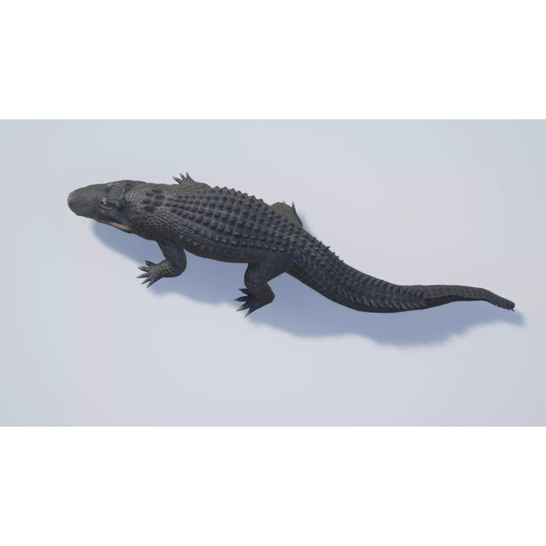 Alligator 3D Model – Low Poly Animated Rigged Game Asset, FBX - View 5