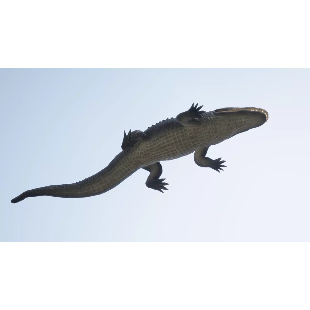 Alligator 3D Model – Low Poly Animated Rigged Game Asset, FBX - View 6