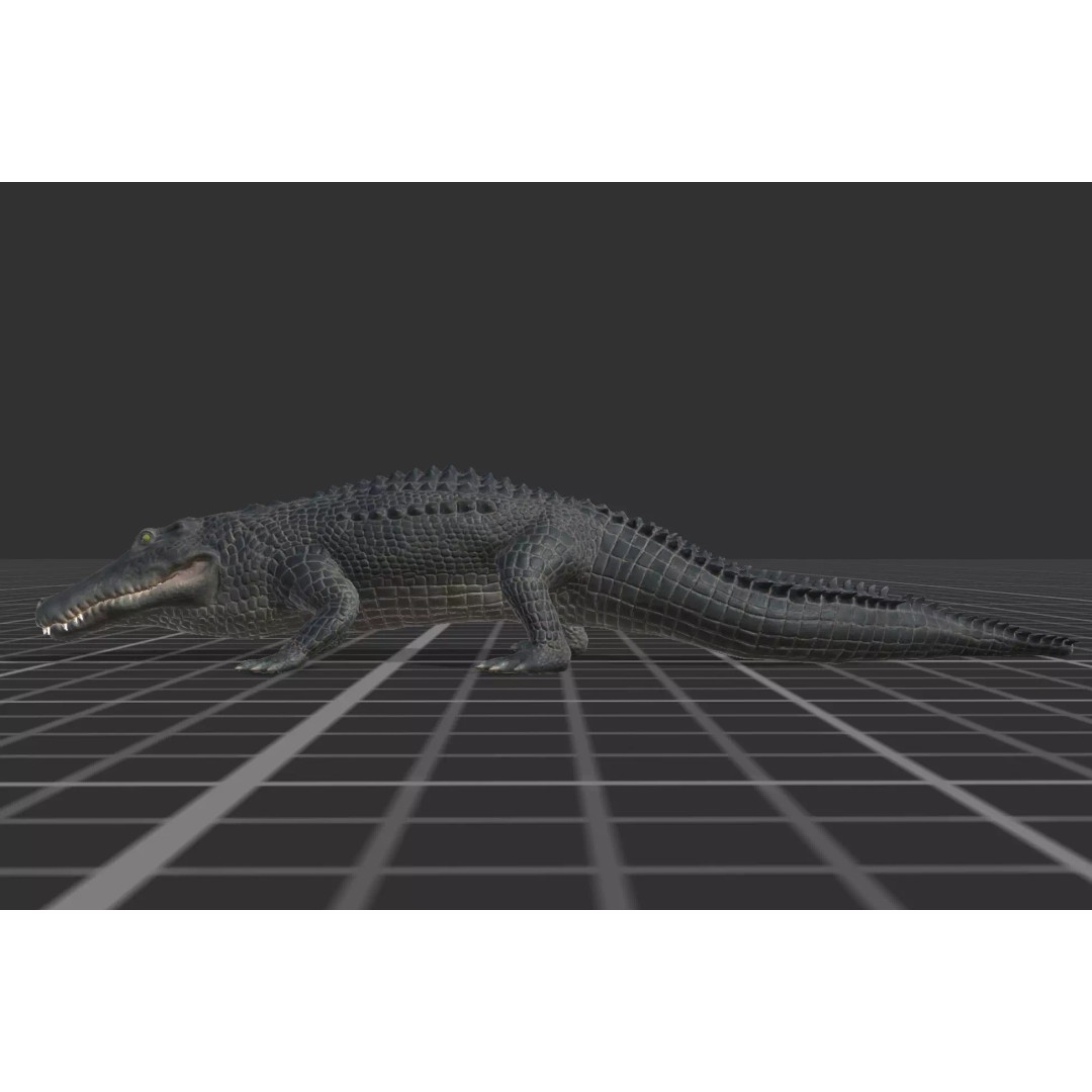Alligator 3D Model – Low Poly Animated Rigged Game Asset, FBX - View 9