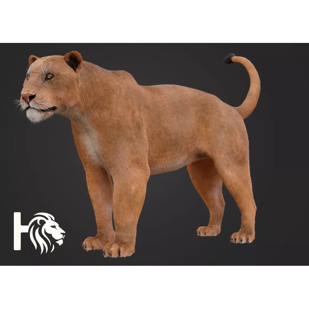 Lioness 3D Model – Hyper-Realistic Rigged Asset with PBR Textures - View 2