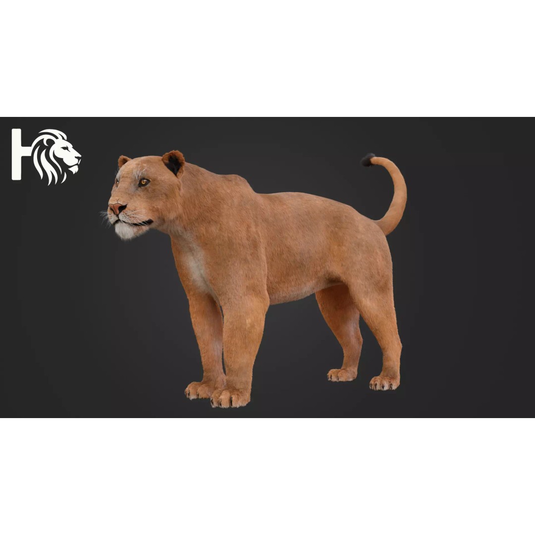 Lioness 3D Model – Hyper-Realistic Rigged Asset with PBR Textures - View 3