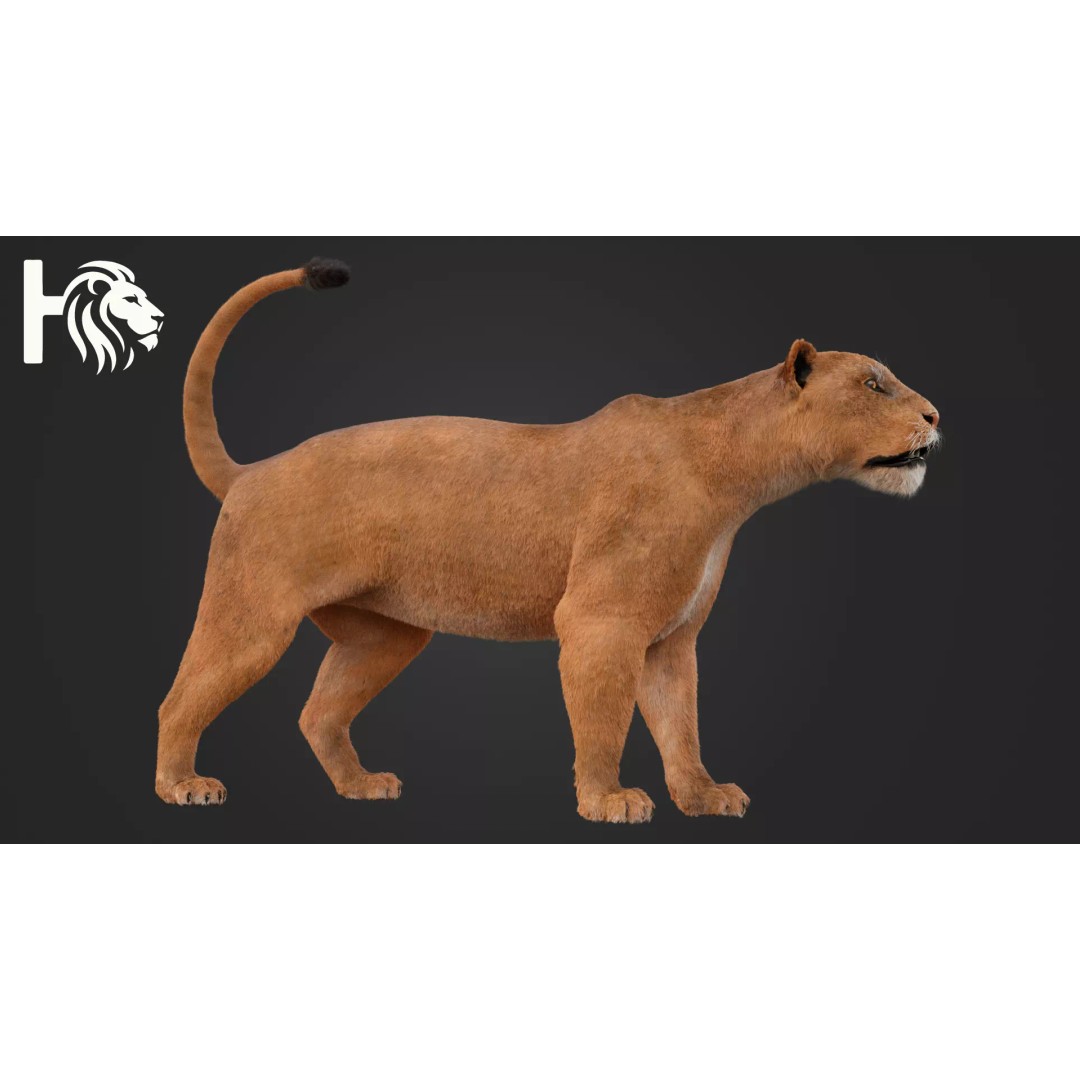 Lioness 3D Model – Hyper-Realistic Rigged Asset with PBR Textures - View 4