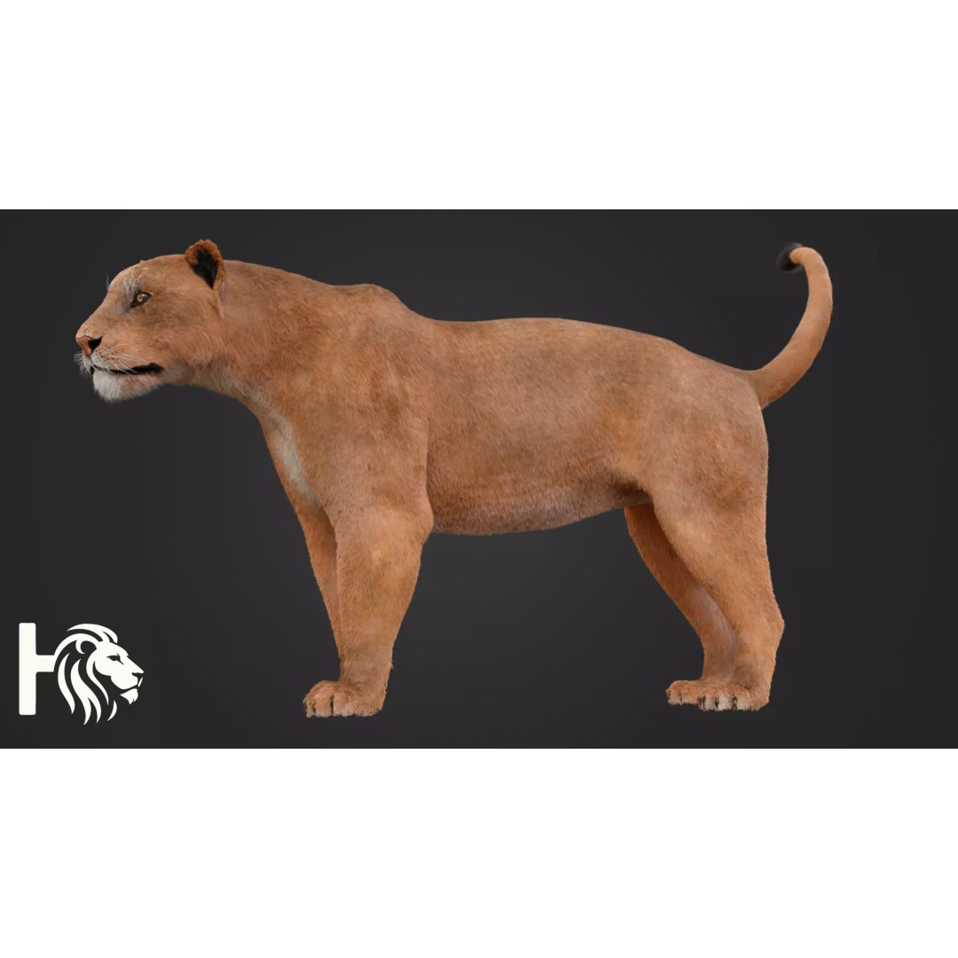 Lioness 3D Model – Hyper-Realistic Rigged Asset with PBR Textures - View 5