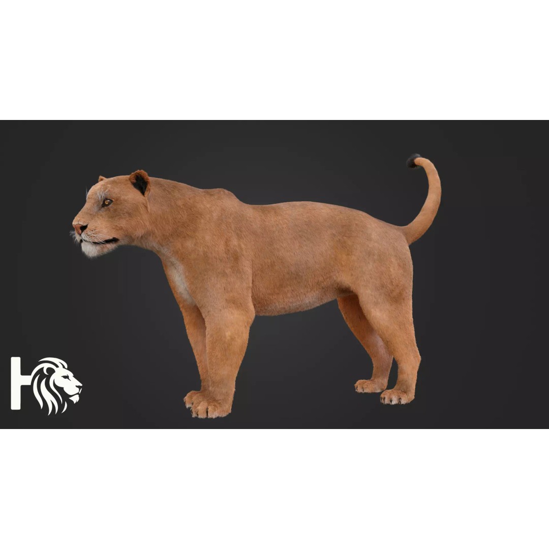 Lioness 3D Model – Hyper-Realistic Rigged Asset with PBR Textures - View 6