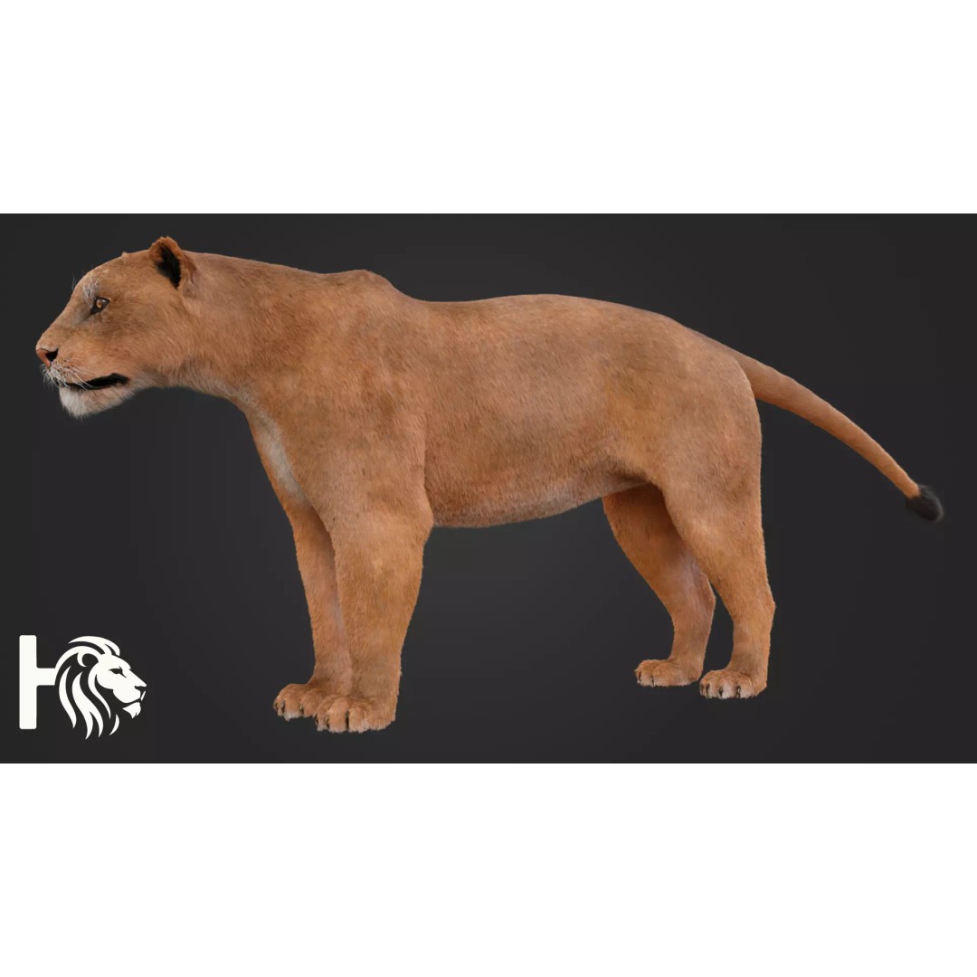 Lioness 3D Model – Hyper-Realistic Rigged Asset with PBR Textures - View 7