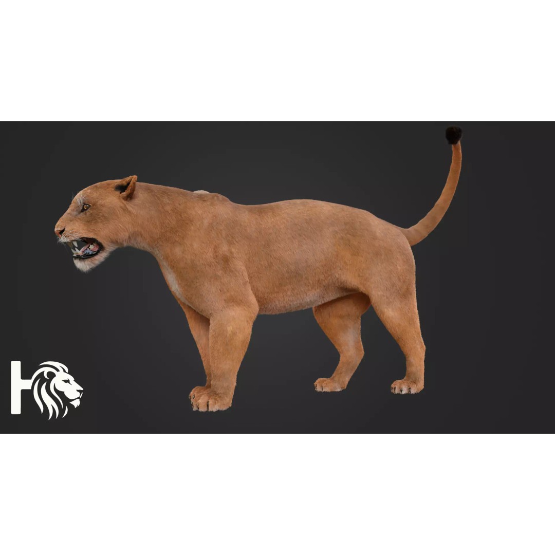 Lioness 3D Model – Hyper-Realistic Rigged Asset with PBR Textures - View 8