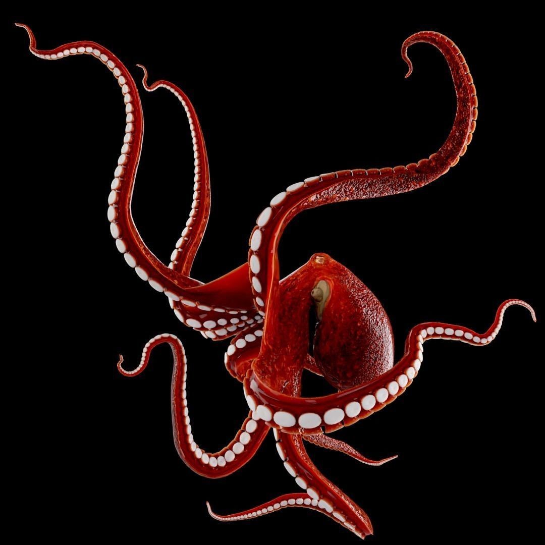 Animated Octopus 3D Model – Low Poly Game Ready Asset, FBX - View 16