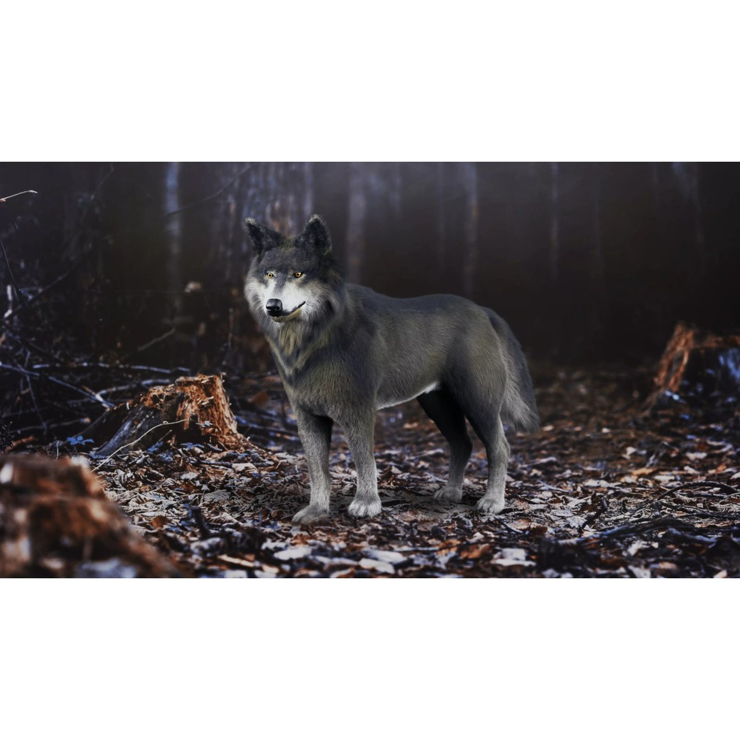 Wolf 3D Model – Low Poly Rigged Character for Animation, FBX - View 2