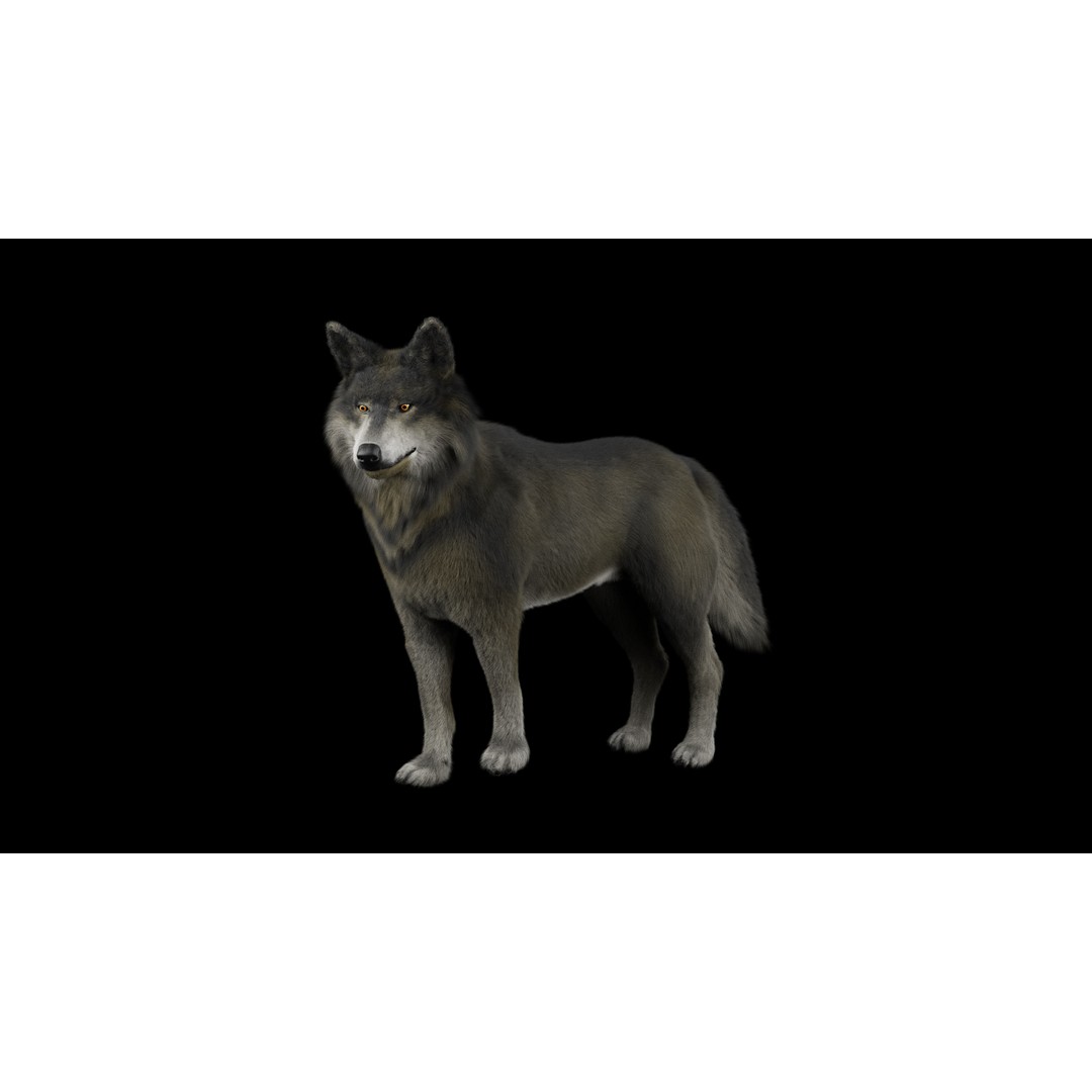 Wolf 3D Model – Low Poly Rigged Character for Animation, FBX - View 3
