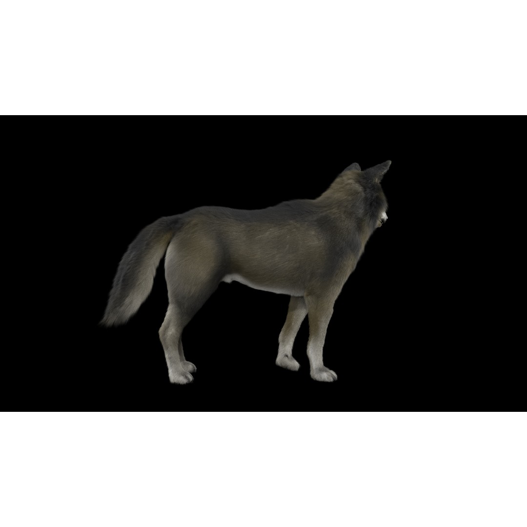 Wolf 3D Model – Low Poly Rigged Character for Animation, FBX - View 4