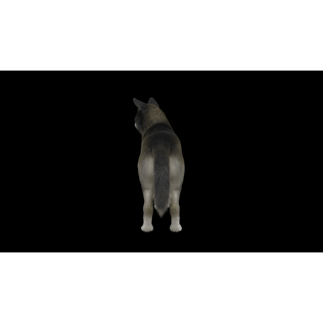 Wolf 3D Model – Low Poly Rigged Character for Animation, FBX - View 5