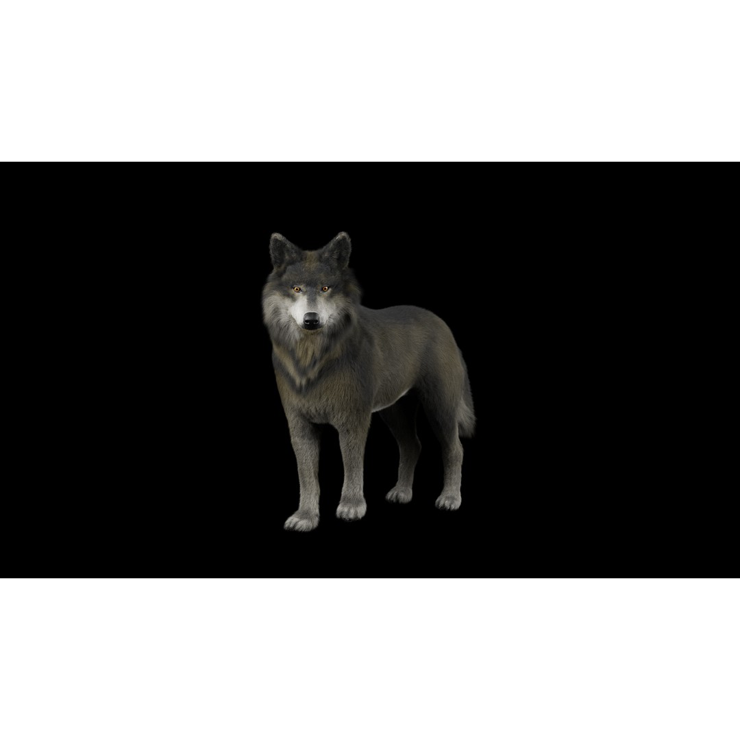 Wolf 3D Model – Low Poly Rigged Character for Animation, FBX - View 6