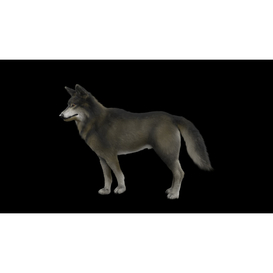 Wolf 3D Model – Low Poly Rigged Character for Animation, FBX - View 7