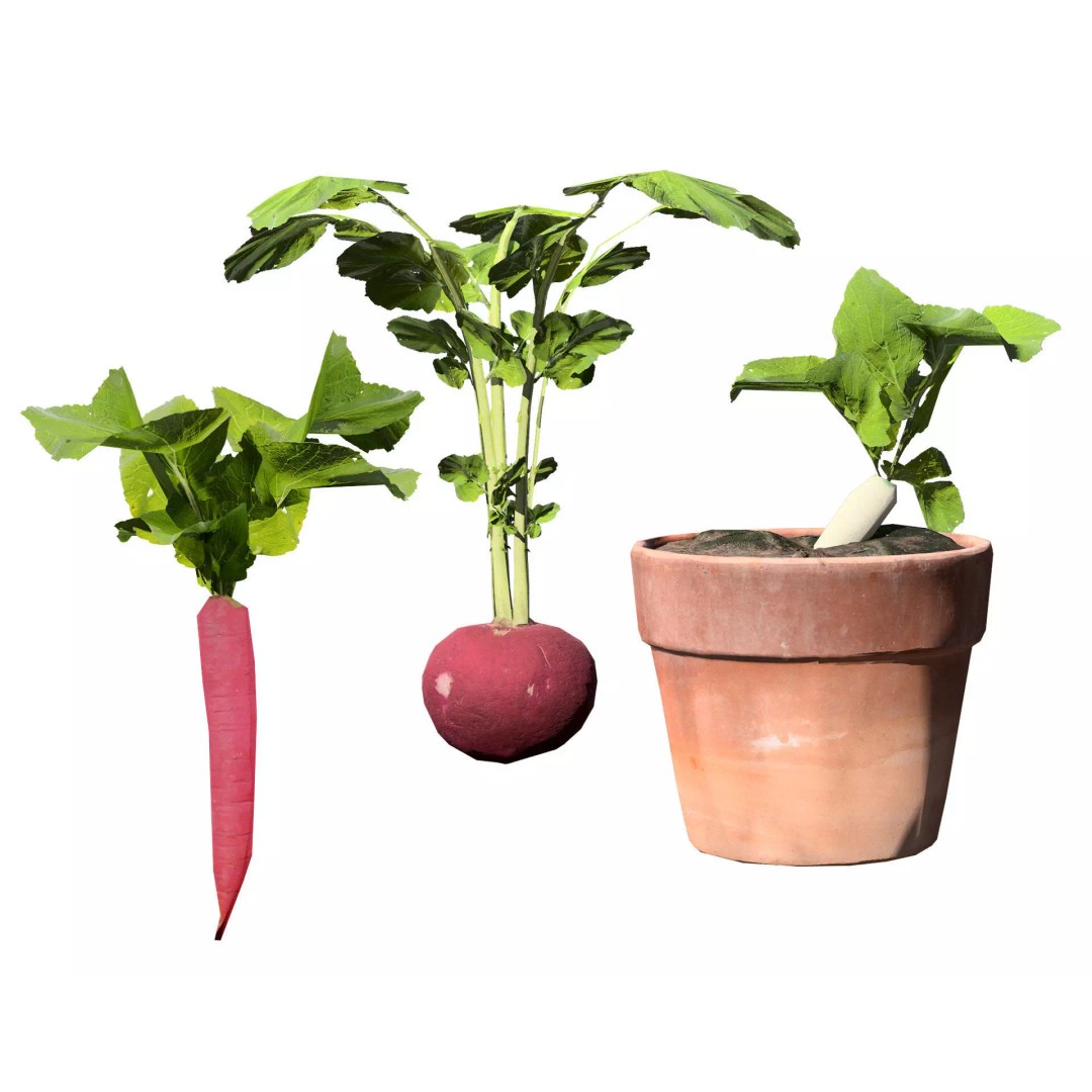 Radish Plant Collection 3D Model – Low Poly Game Asset, FBX - View 2