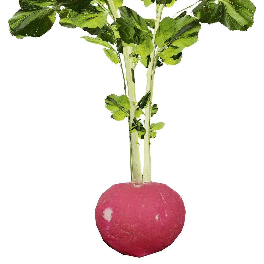 Radish Plant Collection 3D Model – Low Poly Game Asset, FBX - View 4