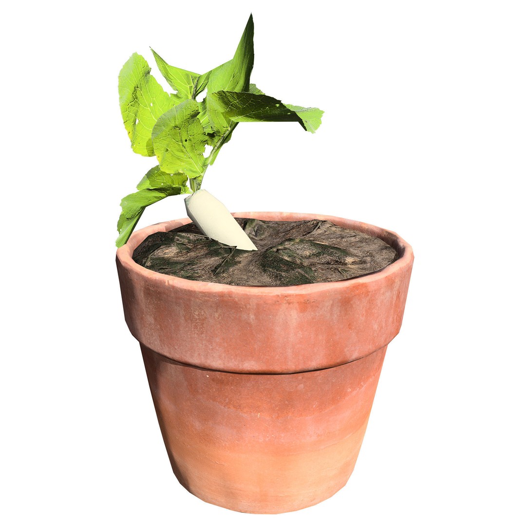 Radish Plant Collection 3D Model – Low Poly Game Asset, FBX - View 6