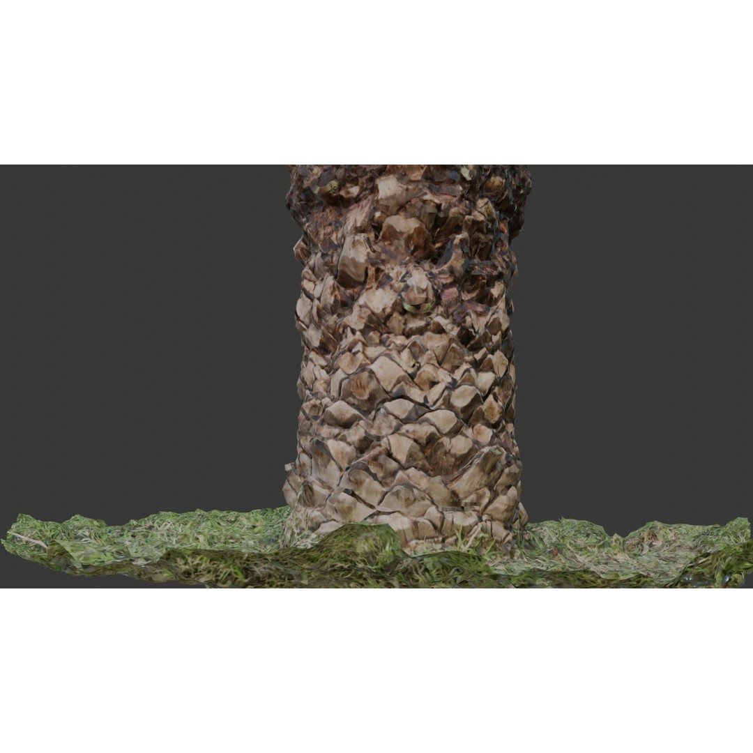 Palm Tree Trunk 3D Model – Low Poly Scanned Asset with PBR Textures