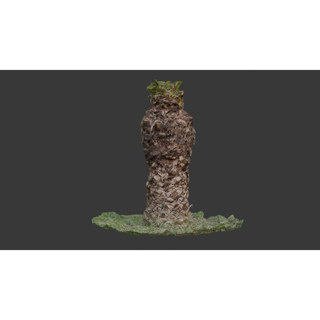 Palm Tree Trunk 3D Model – Low Poly Scanned Asset with PBR Textures - View 3