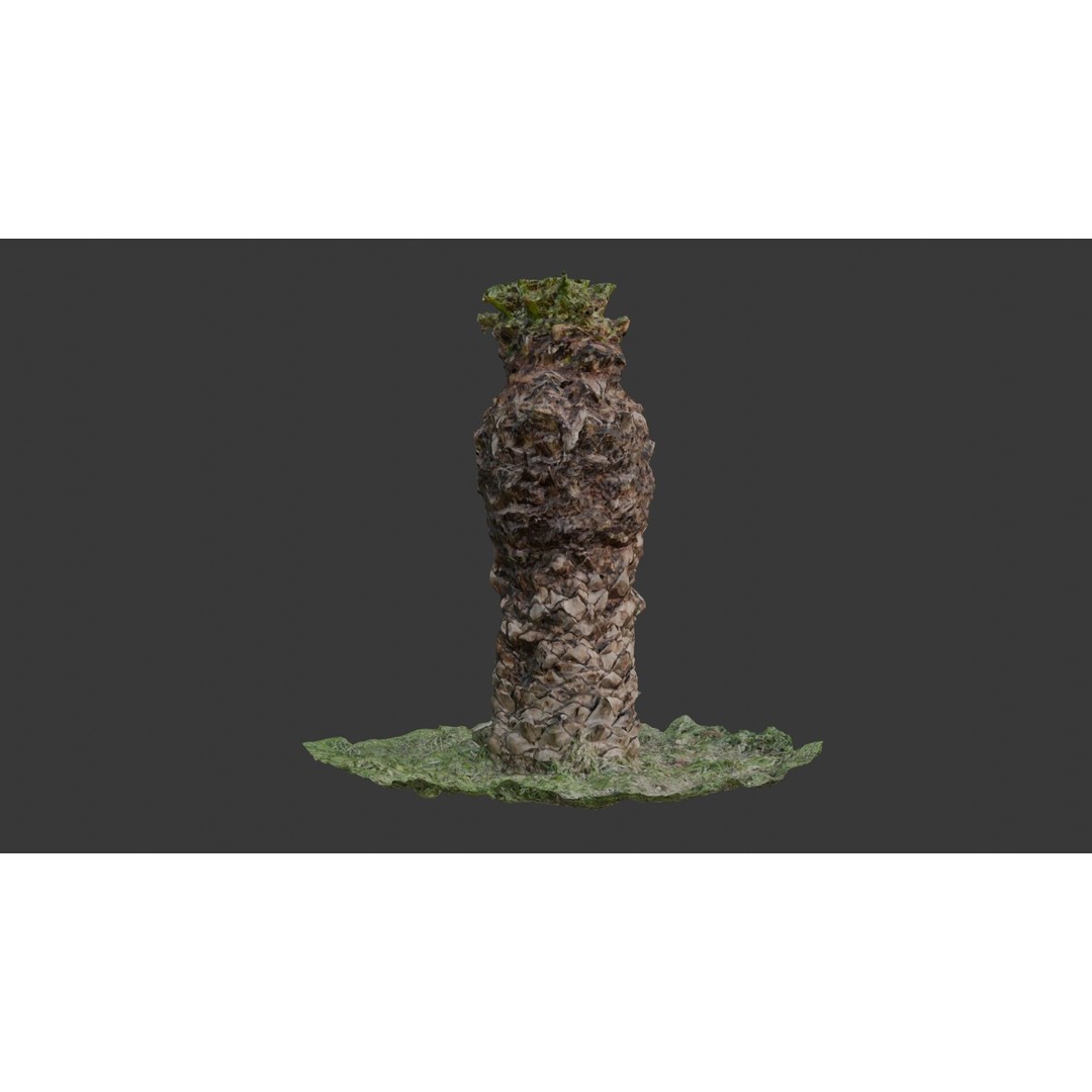 Palm Tree Trunk 3D Model – Low Poly Scanned Asset with PBR Textures - View 5