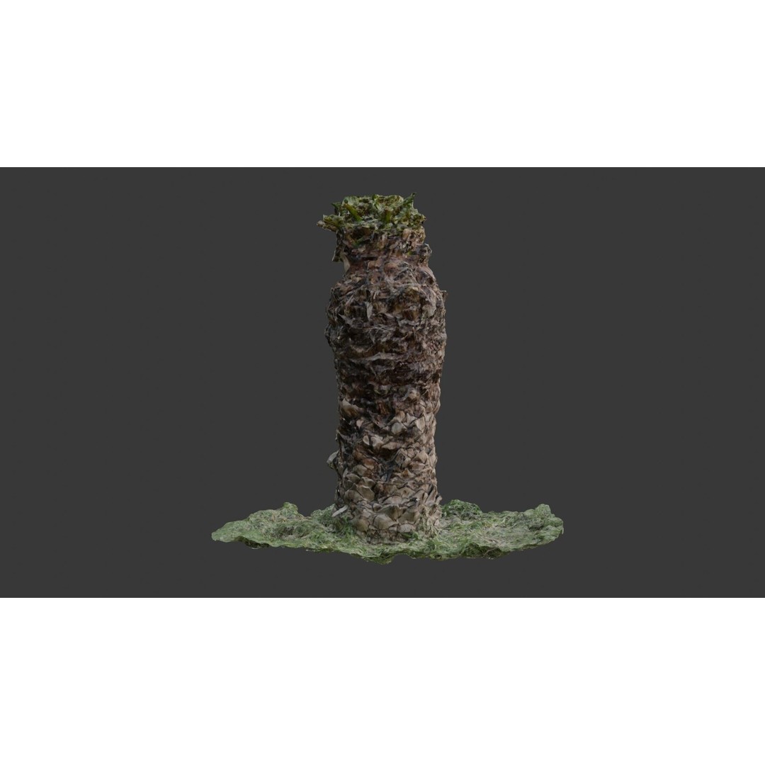 Palm Tree Trunk 3D Model – Low Poly Scanned Asset with PBR Textures - View 6