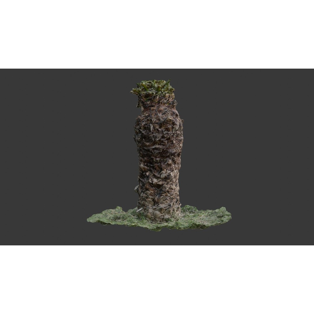 Palm Tree Trunk 3D Model – Low Poly Scanned Asset with PBR Textures - View 7