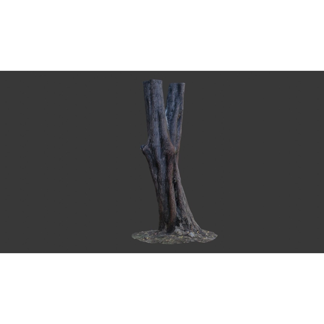 Split Tree Trunk 3D Model – Low Poly Scanned Asset with PBR Textures, FBX - View 5
