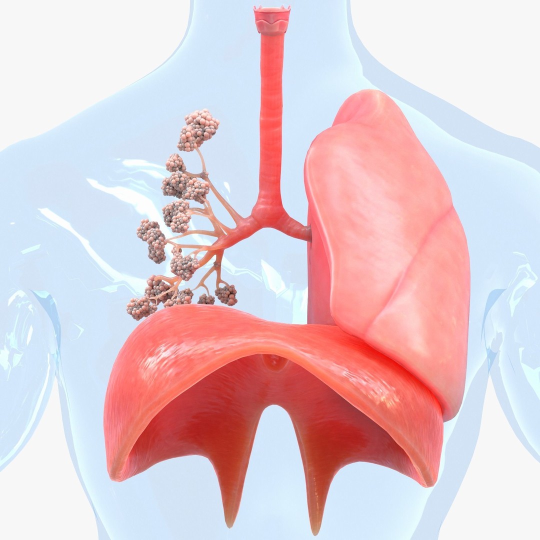 Human Respiratory System Lungs 3D Model – High Poly PBR Asset, FBX, OBJ - View 10