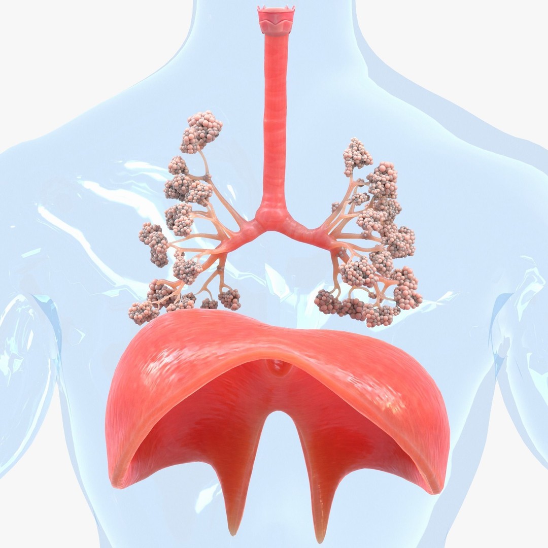 Human Respiratory System Lungs 3D Model – High Poly PBR Asset, FBX, OBJ - View 11