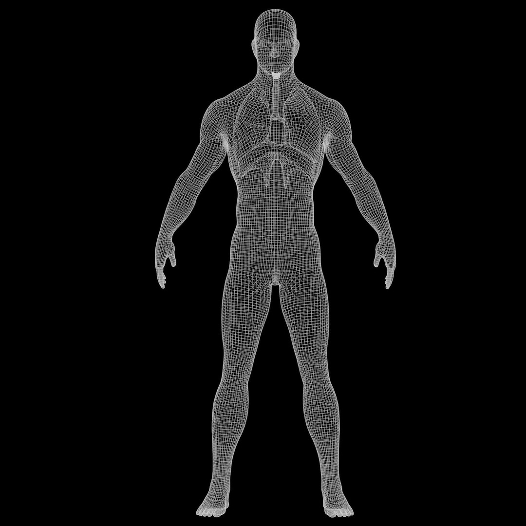 Human Respiratory System Lungs 3D Model – High Poly PBR Asset, FBX, OBJ - View 12