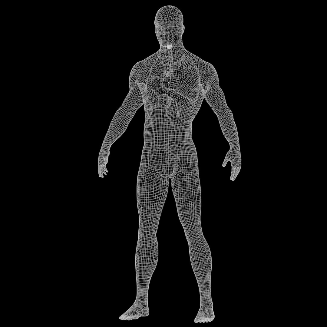Human Respiratory System Lungs 3D Model – High Poly PBR Asset, FBX, OBJ - View 13
