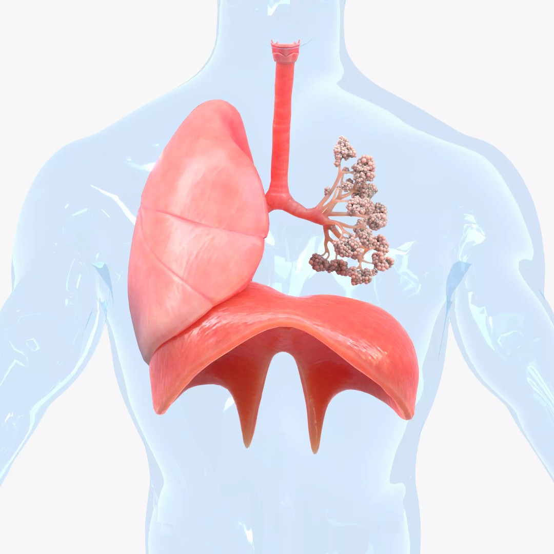 Human Respiratory System Lungs 3D Model – High Poly PBR Asset, FBX, OBJ - View 2