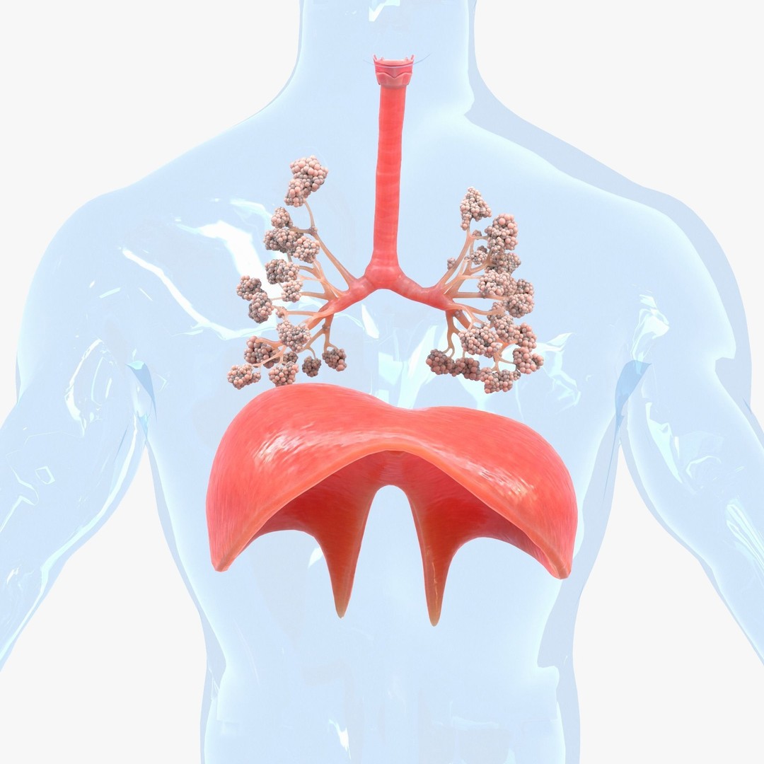 Human Respiratory System Lungs 3D Model – High Poly PBR Asset, FBX, OBJ - View 3