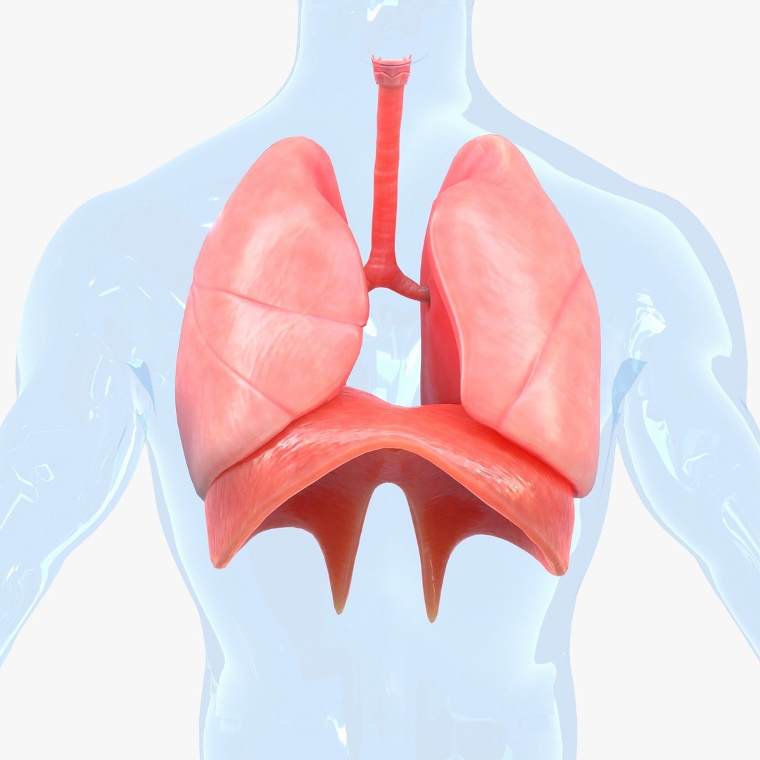 Human Respiratory System Lungs 3D Model – High Poly PBR Asset, FBX, OBJ - View 4