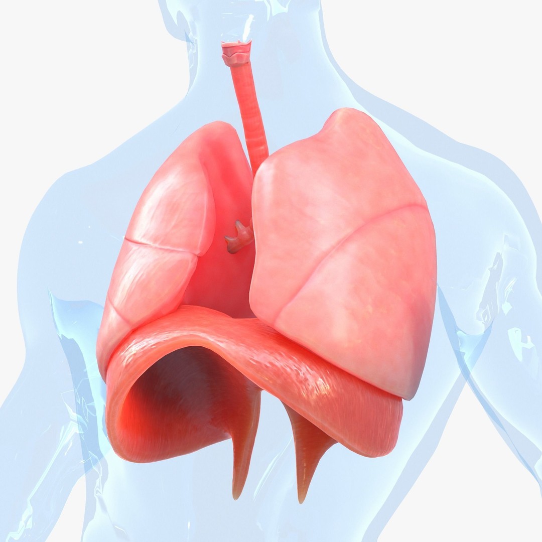 Human Respiratory System Lungs 3D Model – High Poly PBR Asset, FBX, OBJ - View 5