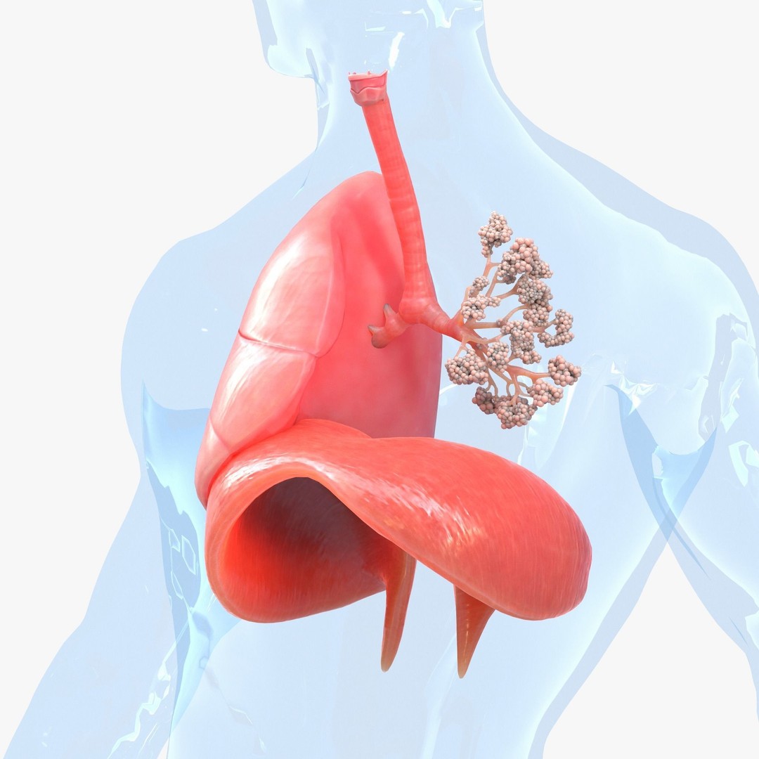 Human Respiratory System Lungs 3D Model – High Poly PBR Asset, FBX, OBJ - View 6