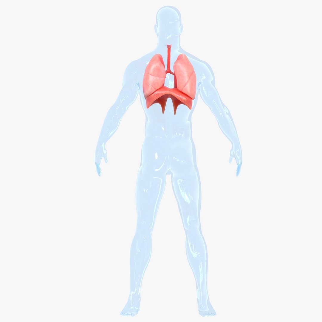 Human Respiratory System Lungs 3D Model – High Poly PBR Asset, FBX, OBJ - View 7