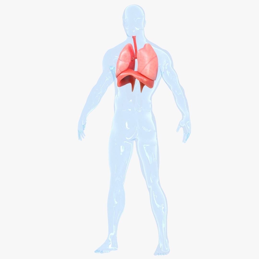 Human Respiratory System Lungs 3D Model – High Poly PBR Asset, FBX, OBJ - View 8