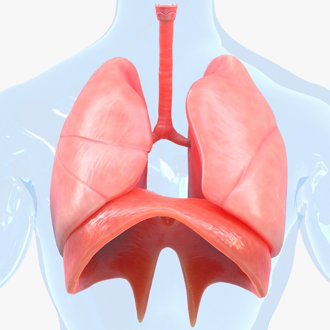Human Respiratory System Lungs 3D Model – High Poly PBR Asset, FBX, OBJ - View 9