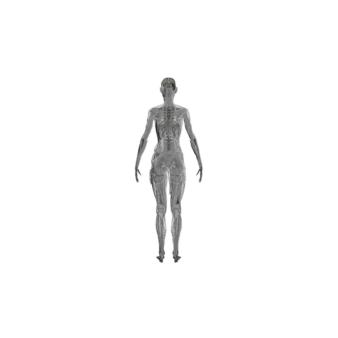 Muscular System 3D Model – Low Poly Anatomy Asset, FBX, Blender