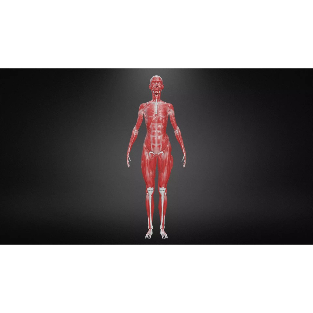 Muscular System 3D Model – Low Poly Anatomy Asset, FBX, Blender - View 2