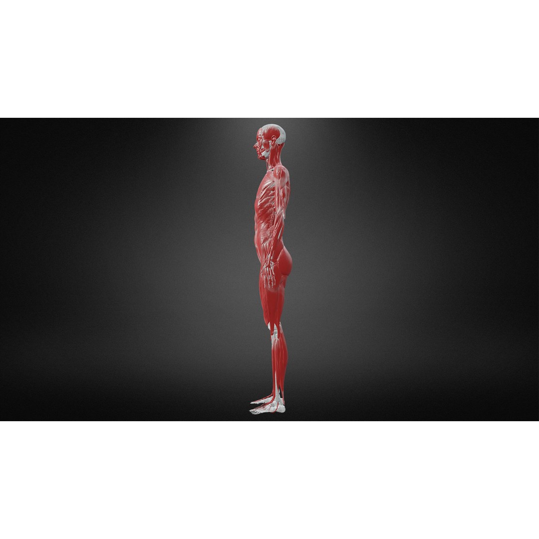 Muscular System 3D Model – Low Poly Anatomy Asset, FBX, Blender - View 3
