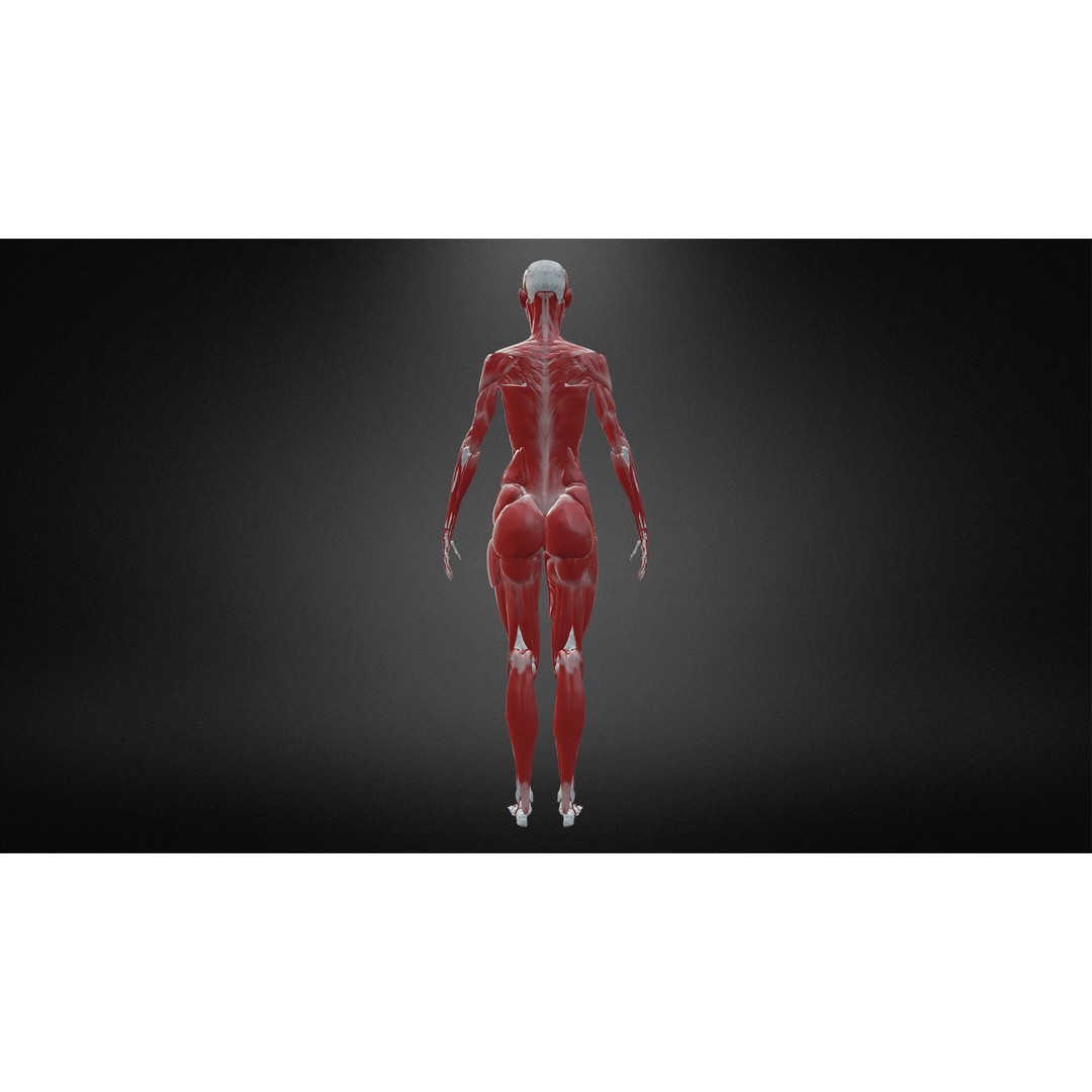 Muscular System 3D Model – Low Poly Anatomy Asset, FBX, Blender - View 4