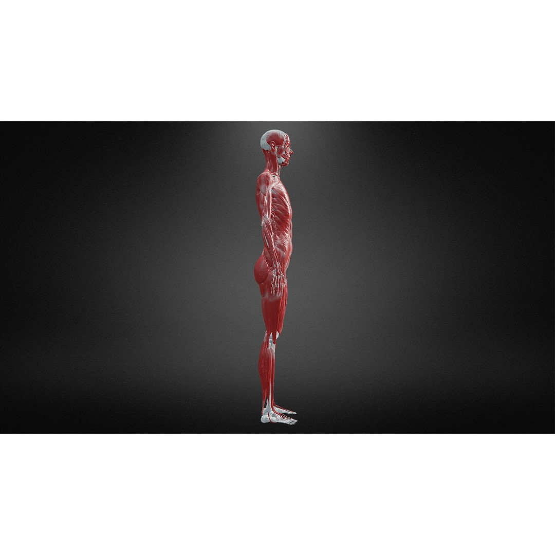 Muscular System 3D Model – Low Poly Anatomy Asset, FBX, Blender - View 5