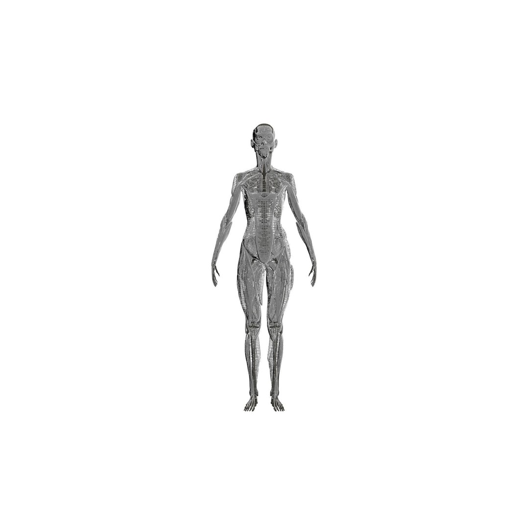 Muscular System 3D Model – Low Poly Anatomy Asset, FBX, Blender - View 6