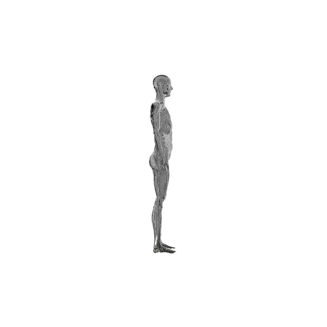 Muscular System 3D Model – Low Poly Anatomy Asset, FBX, Blender - View 7