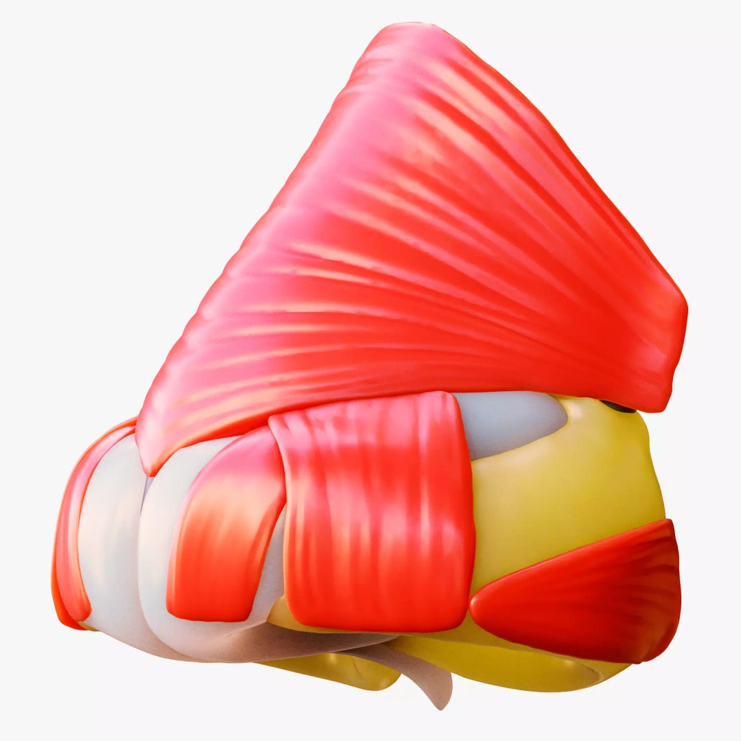 Nasal Structure Anatomy 3D Model – High Poly PBR Character Asset, FBX - View 2